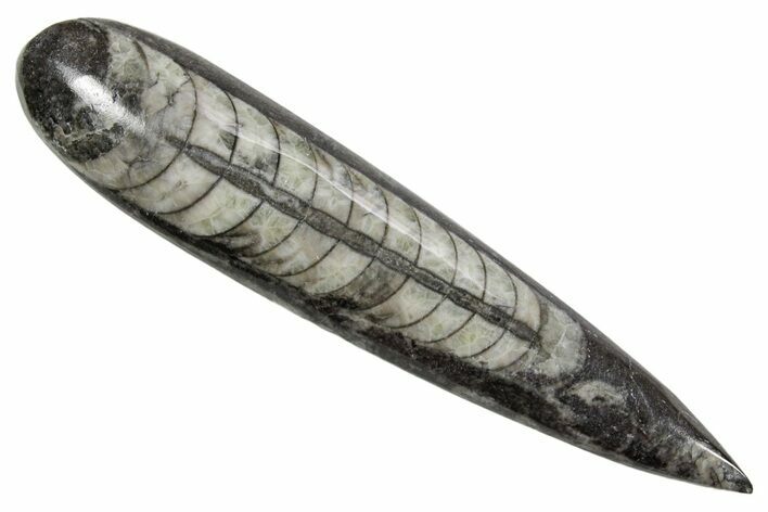 Polished Fossil Orthoceras (Cephalopod) - Morocco #363832